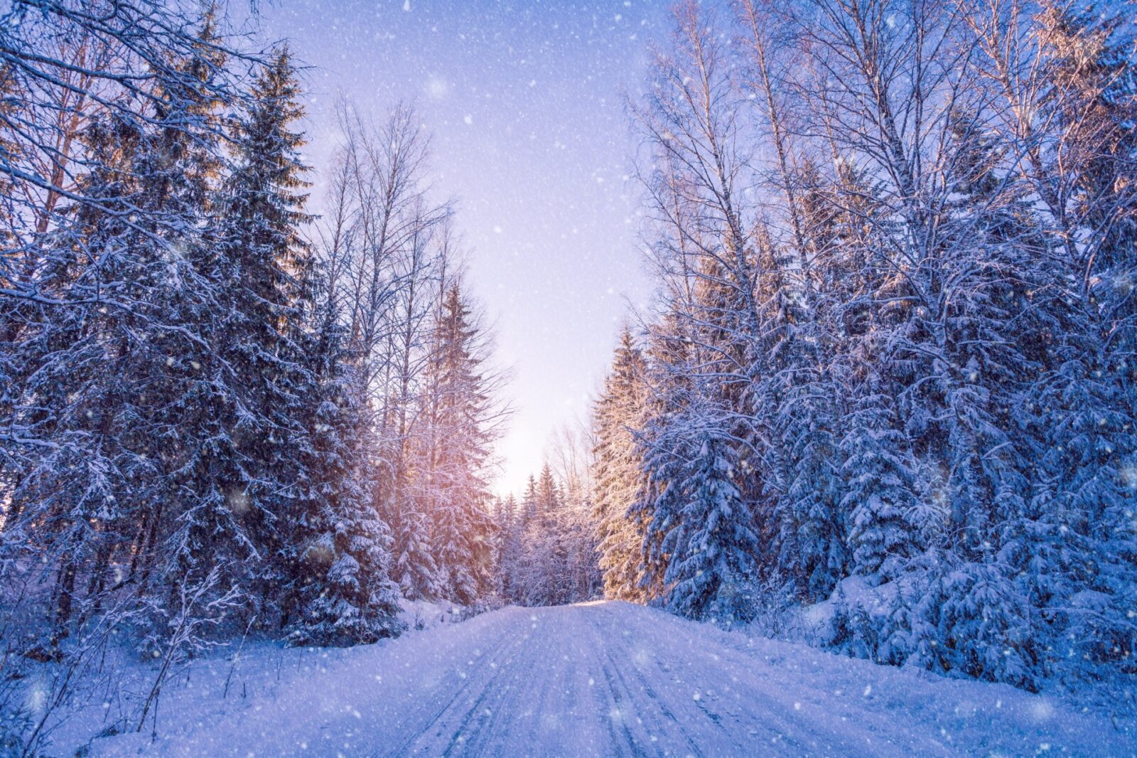 冬のフィンランドの森の風景