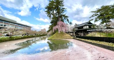 弘前城　追手門と桜と花いかだ