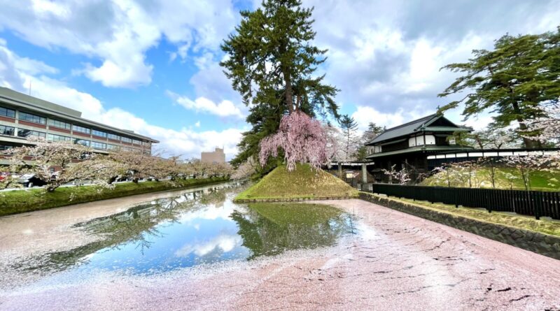 弘前城　追手門と桜と花いかだ